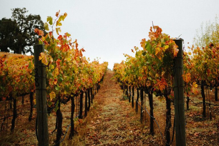 Autumn Weddings in Northern California Wine Country