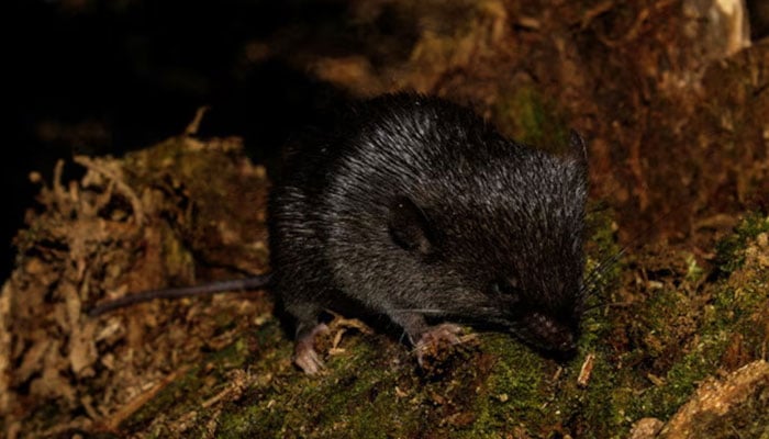 ‘Amphibious mouse’ among 27 new species discovered in Peru’s Amazon