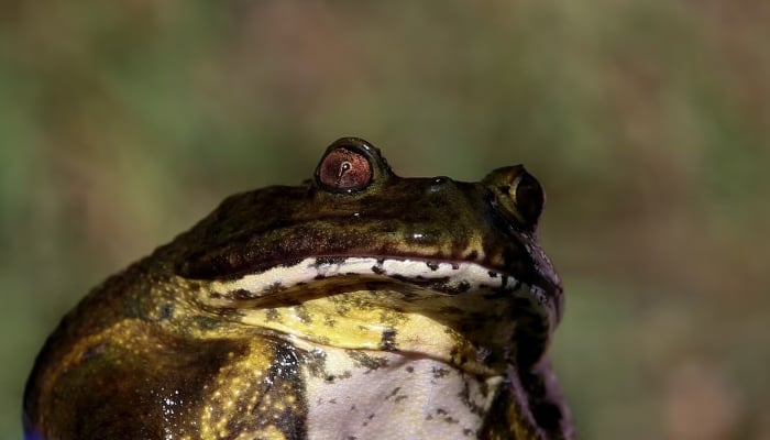 Climate change, human activity endanger Chile’s giant ‘living fossil’ frog