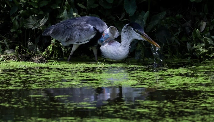 Heron takes flight after plastic cup removed from throat