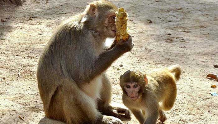 Human feeding ‘blamed’ for rise in monkey death toll in national parks