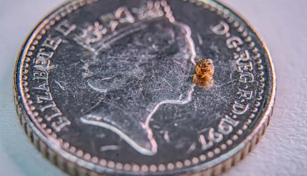 A newly hatched snail at Chester Zoo sits on a five pence coin. — Chester Zoo/File