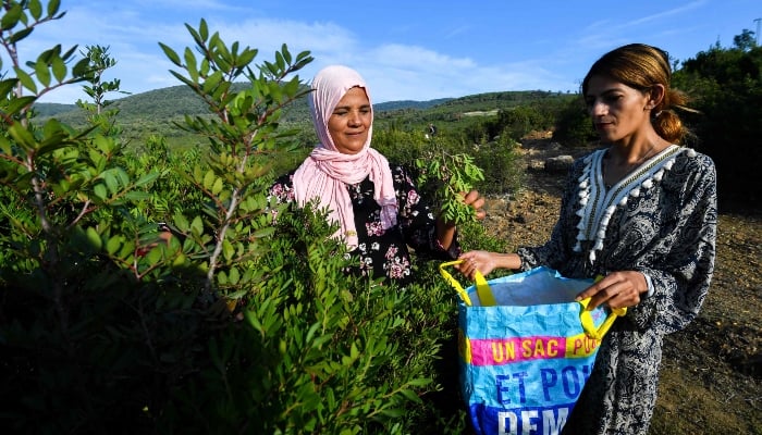 Tunisia women herb harvesters struggle with drought, heat