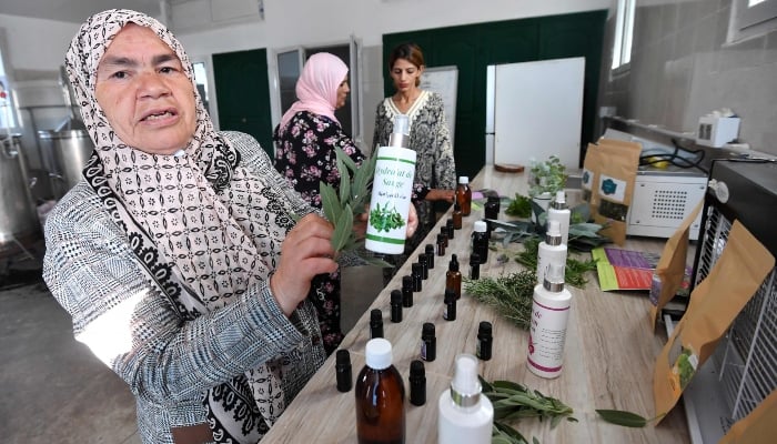 Mabrouka Athimni shows oil extracted from plants in a laboratory in Tbainia village near Ain Drahem, in Tunisia, on November 6, 2024. —AFP