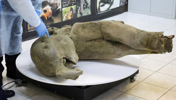 Young mammoth remains found nearly intact in Siberian permafrost