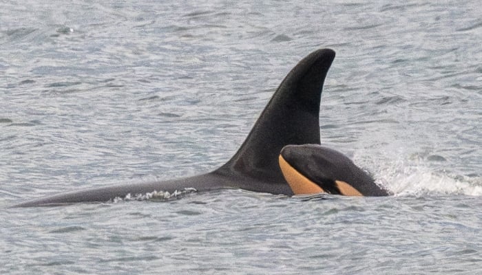 Orca observed moving another dead calf